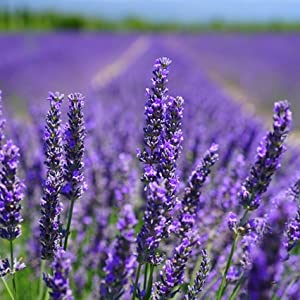 Important health benefits of lavender include: relieves stress, improve mood, lowers skin irritation